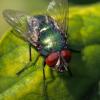 271775 – Photo : jean-claude josien – France (62)